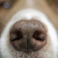 dog - nose