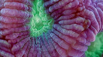 slow-life-acquatic-macro-photography-timelapse.jpg-3