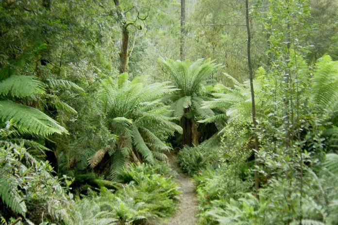 hellyer_gorge__tasmania