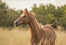 Клониран кон за първи път в света