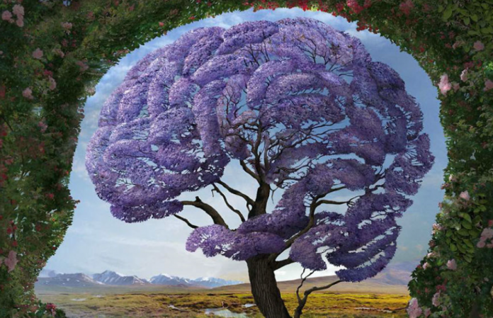 brain