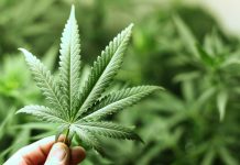 Канабисът лекува епилептични пристъпи, заключват учени