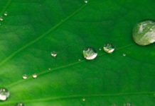 Изкуствено проектирани листа абсорбират CO2