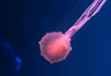 Земните микроби оцеляват на Марс