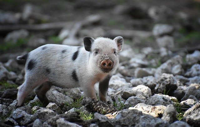 pig
