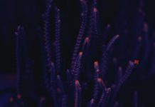 Светещи растения вместо крушки