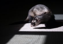 Учените клонират застрашени видове