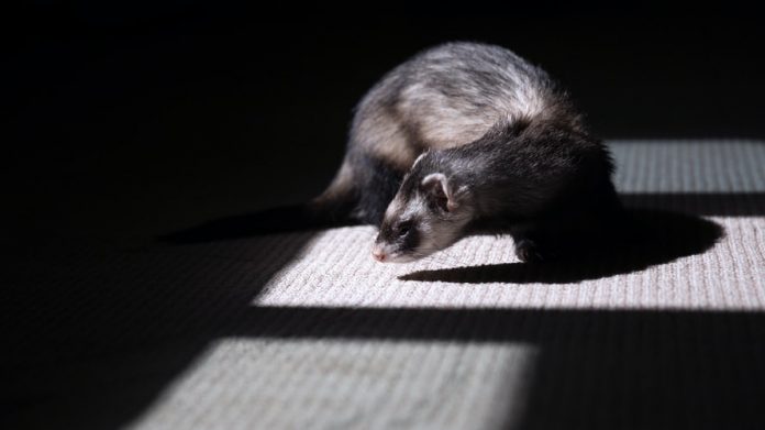 polecat
