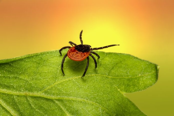 tick