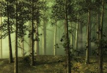 Дърво отгледано в лаборатория