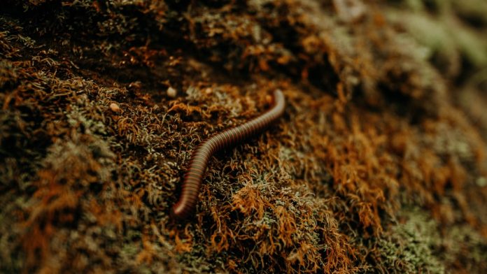 worm